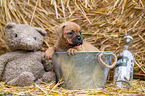 German-Boxer-Mongrel Puppy