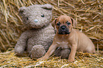 German-Boxer-Mongrel Puppy