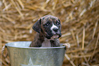 German-Boxer-Mongrel Puppy