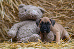 German-Boxer-Mongrel Puppy