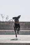 running Labrador-Pitbull-Mongel