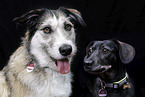 2 dogs
