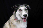 mongrel portrait