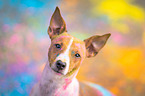 Jack-Russell-Terrier-Mongrel Portrait