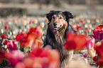 Border-Collie-Mongrel Portrait