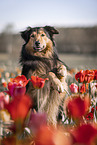 begging Border-Collie-Mongrel