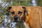 mongrel portrait