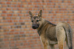 mongrel portrait