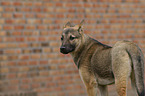 mongrel portrait