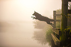 jumping mongrel