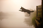 jumping mongrel