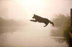 jumping mongrel