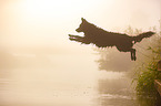 jumping mongrel