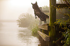 jumping mongrel