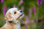 mongrel portrait