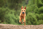 running mongrel