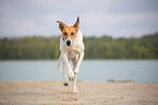 running mongrel