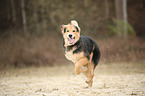 running mongrel