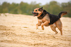 running mongrel