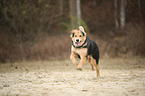 running mongrel