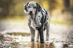 young Australian-Shepherd-Labrador mongrel