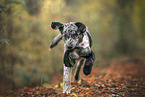 young Australian-Shepherd-Labrador mongrel