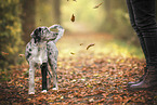 young Australian-Shepherd-Labrador mongrel