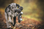 young Australian-Shepherd-Labrador mongrel