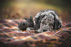young Australian-Shepherd-Labrador mongrel