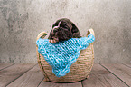 Boxer-Mongrel puppy in basket