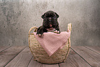 Boxer-Mongrel puppy in basket