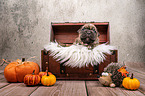 Boxer-Mongrel puppy in wooden box