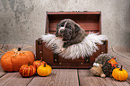 Boxer-Mongrel puppy in wooden box