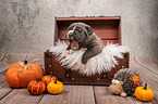 Boxer-Mongrel puppy in wooden box