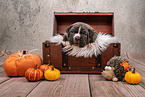 Boxer-Mongrel puppy in wooden box