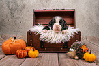 Boxer-Mongrel puppy in wooden box