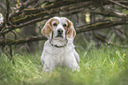 Beagle-Mongrel