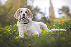 Beagle-Mongrel