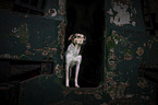 Hound-Mongrel