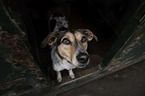 Hound-Mongrel