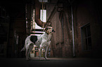 Hound-Mongrel