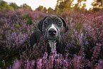 young Cane-Corso-Mongrel