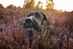 young Cane-Corso-Mongrel