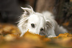lying Berger-Blanc-Suisse-Border-Collie