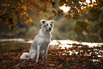 sitting Berger-Blanc-Suisse-Border-Collie