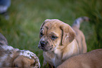 mongrel puppies