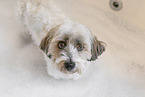 mongrel in bathtub