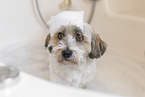 mongrel in bathtub
