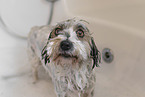 mongrel in bathtub