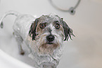 mongrel in bathtub